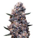 THC Cannabis Samen - Do-Si-Dos (Auto 100% FEM) - 3x Pack