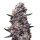 THC Cannabis Samen - Do-Si-Dos (Auto 100% FEM) - 3x Pack